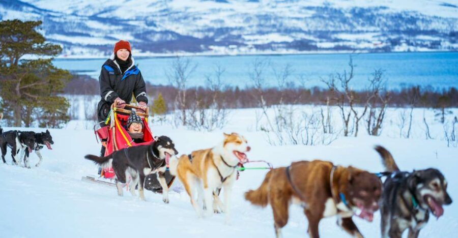 Tromsø: Husky Sled Self-Drive with Traditional Lunch - How the 4-hour rhythm actually plays out
