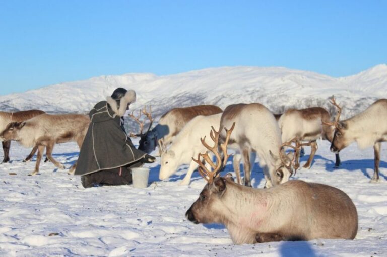 Tromsø: Reindeer Camp and Sami Cultural Tour with Lunch - Getting there: Tromsø bus terminal to the reindeer ranch