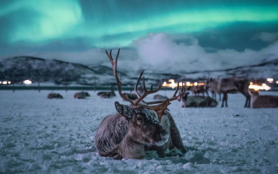 Tromsø: Reindeer Camp Dinner with Chance of Northern Lights - Pickup at Tromsø Havn Prostneset and the Ride to Camp
