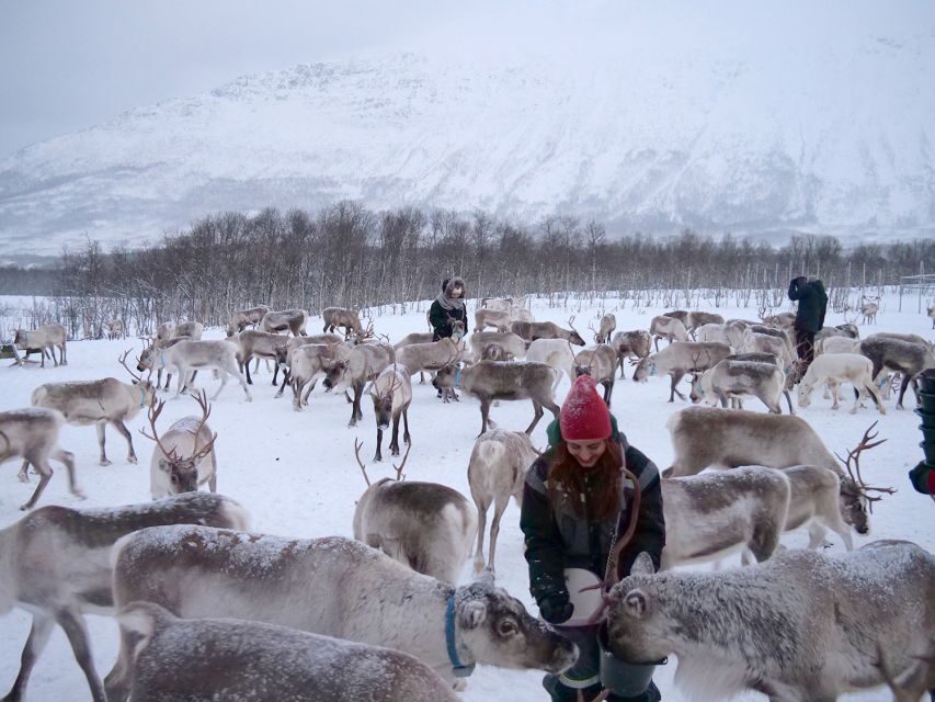 Tromsø: Reindeer Feeding and Sami Cultural Experience - Sami culture stories you’ll actually connect to