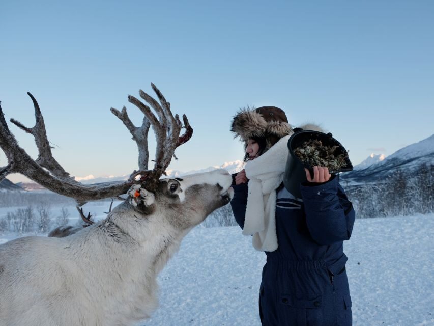 Tromsø: Reindeer Feeding and Sami Cultural Experience - Meeting point and getting out of Tromsø without stress