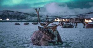 Tromsø: Reindeer Sled, Dinner, and Chance of Northern Lights - The drive to the Sami camp and what you’ll notice at night