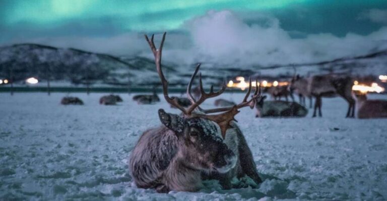 Tromsø: Reindeer Sled, Dinner, and Chance of Northern Lights - The drive to the Sami camp and what you’ll notice at night