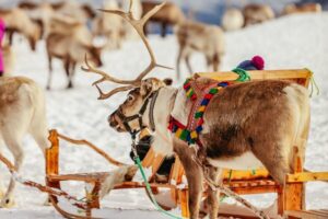 Tromsø: Reindeer Sledding & Feeding with a Sami Guide - Getting to Tromsø Arctic Reindeer: bus pickup at Prostneset (and why it matters)