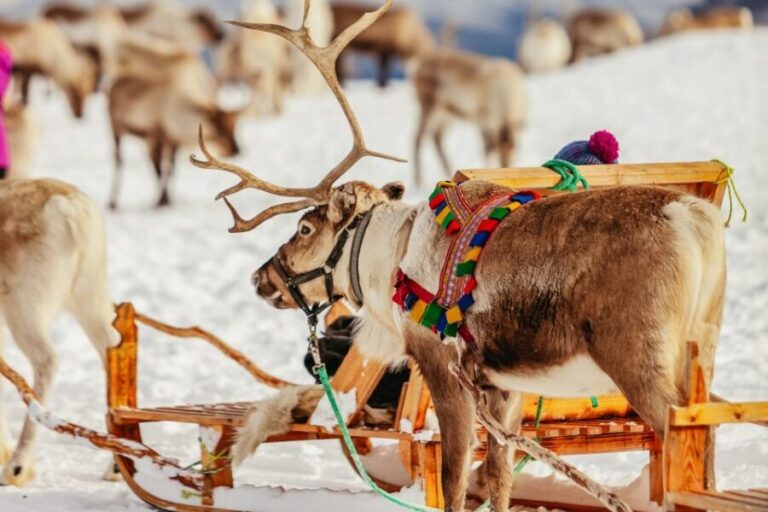 Tromsø: Reindeer Sledding & Feeding with a Sami Guide - Getting to Tromsø Arctic Reindeer: bus pickup at Prostneset (and why it matters)