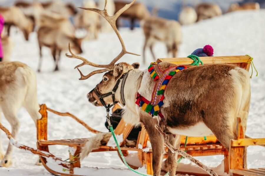 Tromsø: Reindeer Sledding & Feeding with a Sami Guide - Getting to Tromsø Arctic Reindeer: bus pickup at Prostneset (and why it matters)