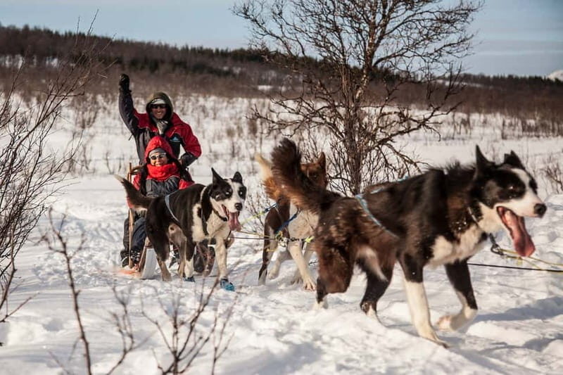 Tromsø: Self-Drive Husky Dog Sledding Adventure - 130+ Huskies at the Kennel: The Moment It Becomes Real