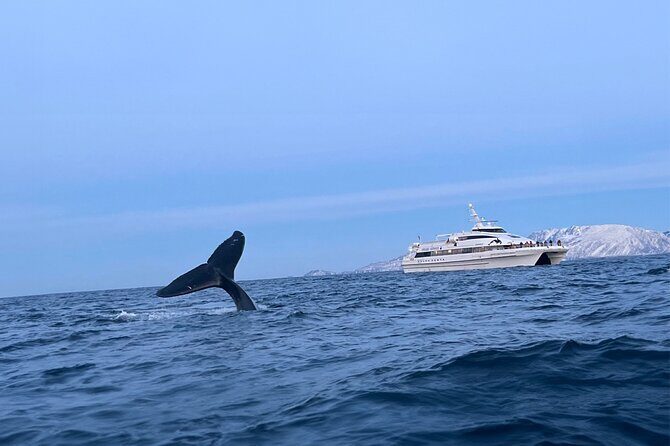 Whale Safari in Tromso - The 9:00 Start: Your Day Plan on the Water