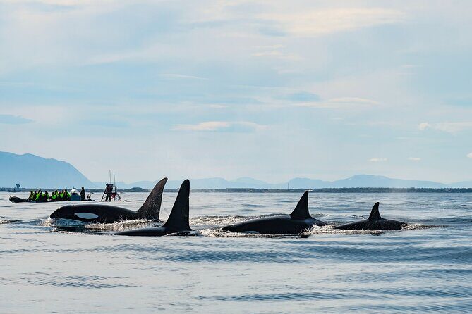 Whale Watching RIB Boat Tour in Skjervoy from Tromso - Key takeaways before you go